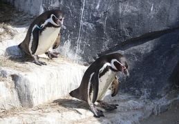 Zoo_Vincennes_2017 - display this album Zoo_Vincennes_2017